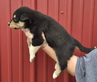 Franklin, a male Collie and Alaskan Malamute for sale in Allenwood, PA – 3 of 3