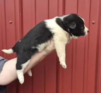 Rosie, a female Collie and Alaskan Malamute for sale in Allenwood, PA – 2 of 3