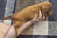 Callie, a male Miniature Dachshund for sale in Allenwood, PA – 2 of 3