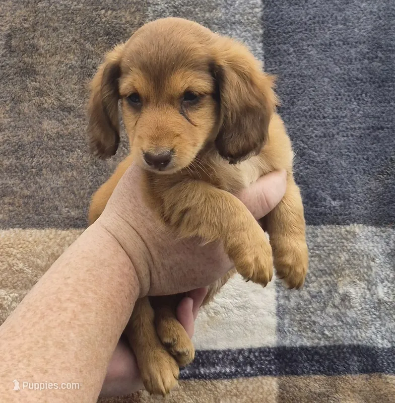 Callie – Miniature Dachshund puppy for sale in Allenwood, PA