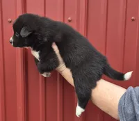 Tigger, a female Collie and Alaskan Malamute for sale in Allenwood, PA – 2 of 3