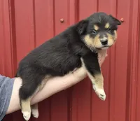 Franklin, a male Collie and Alaskan Malamute for sale in Allenwood, PA – 2 of 3