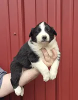 Lilly, a female Collie and Alaskan Malamute for sale in Allenwood, PA – 1 of 3