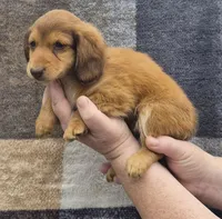 Callie, a male Miniature Dachshund for sale in Allenwood, PA – 3 of 3