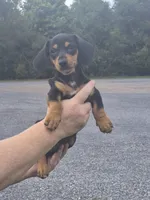 Buck, a male Miniature Dachshund for sale in Allenwood, PA – 2 of 2