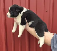 Rosie, a female Collie and Alaskan Malamute for sale in Allenwood, PA – 3 of 3
