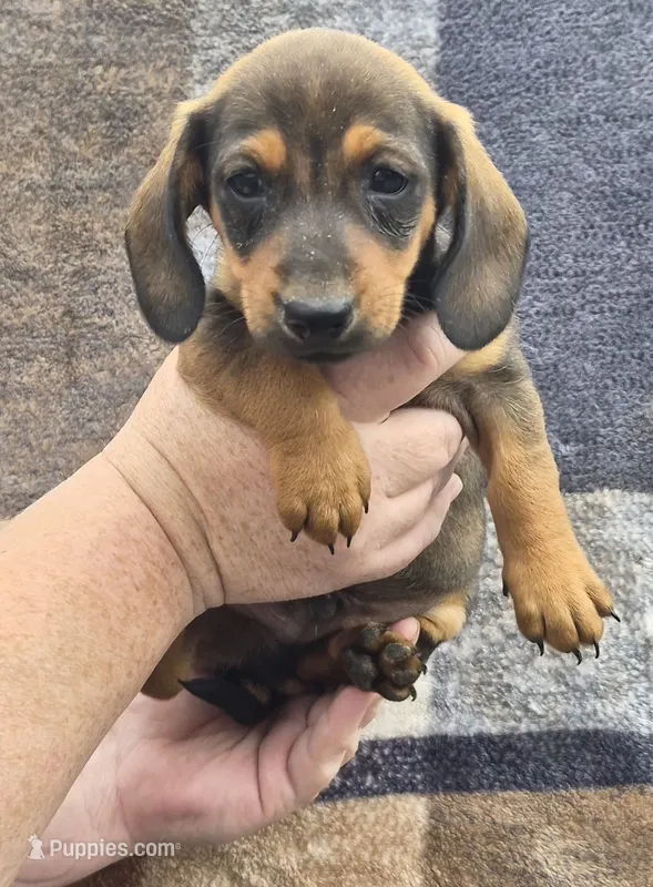 Riley – Miniature Dachshund puppy for sale in Allenwood, PA