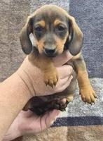 Riley, a male Miniature Dachshund for sale in Allenwood, PA – 1 of 3