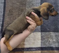 Riley, a male Miniature Dachshund for sale in Allenwood, PA – 2 of 3