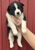 Rosie, a female Collie and Alaskan Malamute for sale in Allenwood, PA – 1 of 3