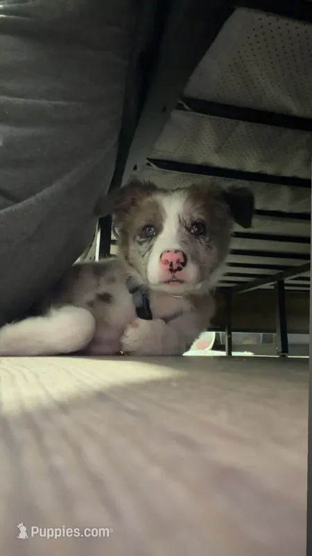 Zinga – Border Collie puppy for sale in Woodridge, NY