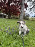 Zinga, a female Border Collie for sale in Woodridge, NY – 4 of 4