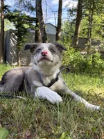 Zinga, a female Border Collie for sale in Woodridge, NY – 3 of 4