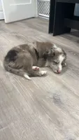 Zinga, a female Border Collie for sale in Woodridge, NY – 2 of 4