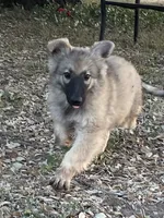 Twila- Silver Sable Girl , a female German Shepherd Dog for sale in Waco, TX – 2 of 7