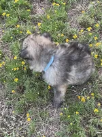 Light Blue Collar Boy, a male German Shepherd Dog for sale in Waco, TX – 2 of 7