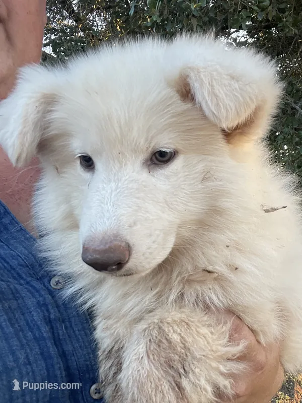 Cloud - White Girl  – German Shepherd Dog puppy for sale in Waco, TX