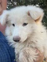 Cloud - White Girl , a female German Shepherd Dog for sale in Waco, TX – 1 of 6
