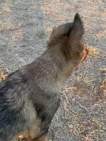 Cinnabear- Sable Girl , a female German Shepherd Dog for sale in Waco, TX – 5 of 7
