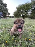 Cinnabear, a female German Shepherd Dog for sale in Waco, TX – 1 of 6