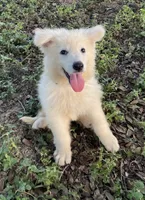 Cotton - White Boy, a male German Shepherd Dog for sale in Waco, TX – 3 of 6