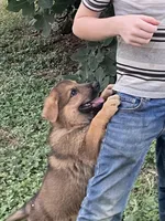 Cinnabear, a female German Shepherd Dog for sale in Waco, TX – 2 of 6