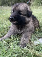 Brown Collar Boy , a male German Shepherd Dog for sale in Waco, TX – 2 of 6