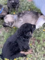 Caleigh, a female German Shepherd Dog for sale in Waco, TX – 3 of 6