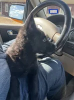 Signa , a female German Shepherd Dog for sale in Waco, TX – 2 of 2