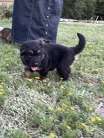 Caleigh, a female German Shepherd Dog for sale in Waco, TX – 4 of 6