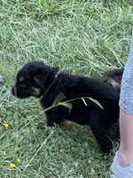 Caleigh, a female German Shepherd Dog for sale in Waco, TX – 2 of 6