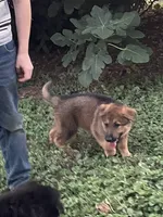 Cinnabear, a female German Shepherd Dog for sale in Waco, TX – 4 of 6