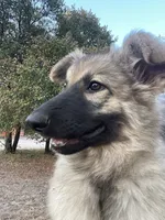 Twila- Silver Sable Girl , a female German Shepherd Dog for sale in Waco, TX – 4 of 7