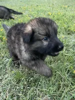 Purple Collar Girl , a female German Shepherd Dog for sale in Waco, TX – 3 of 6