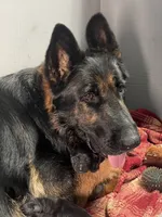 Caleigh, a female German Shepherd Dog for sale in Waco, TX – 6 of 6