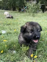 Purple Collar Girl , a female German Shepherd Dog for sale in Waco, TX – 2 of 6