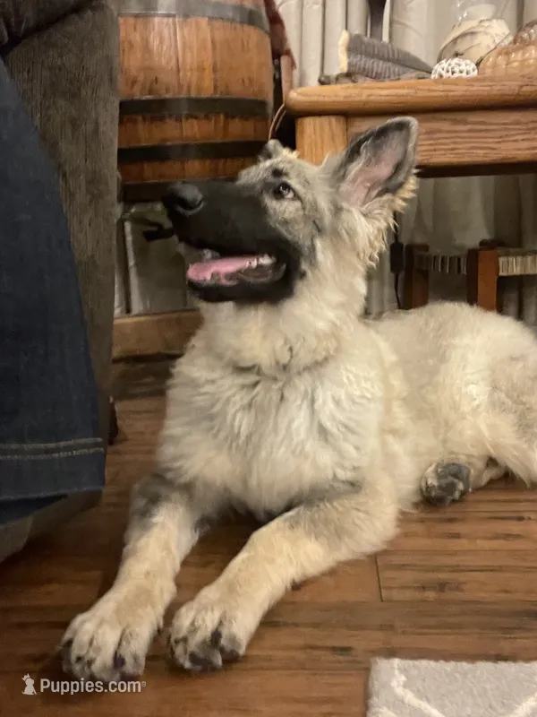 Twila- Silver Sable Girl  – German Shepherd Dog puppy for sale in Waco, TX