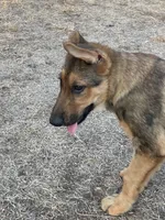 Cinnabear- Sable Girl , a female German Shepherd Dog for sale in Waco, TX – 3 of 7