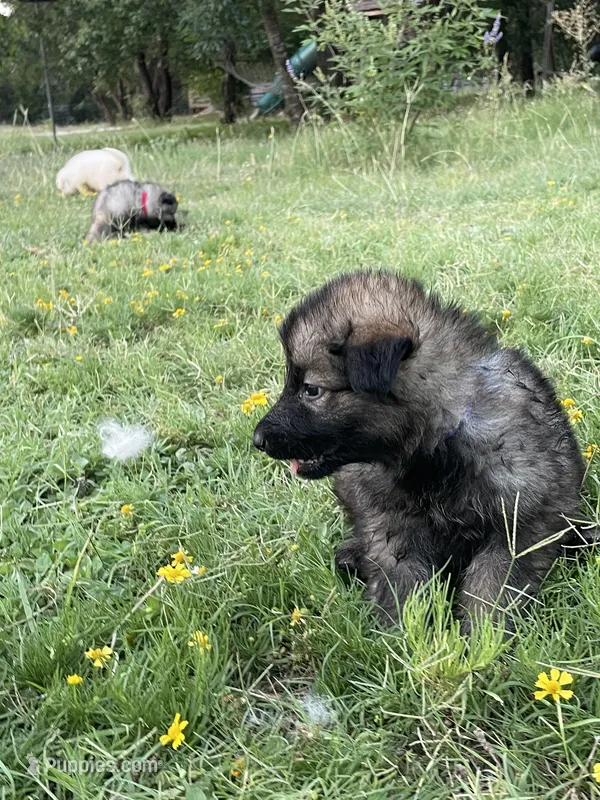 Purple Collar Girl  – German Shepherd Dog puppy for sale in Waco, TX