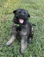 Green Collar Boy, a male German Shepherd Dog for sale in Waco, TX – 2 of 6