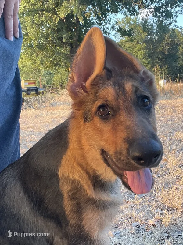 Cinnabear- Sable Girl  – German Shepherd Dog puppy for sale in Waco, TX