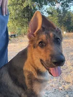 Cinnabear- Sable Girl , a female German Shepherd Dog for sale in Waco, TX – 1 of 7