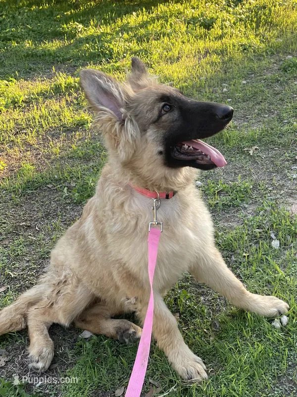 Fudgie  – German Shepherd Dog puppy for sale in Waco, TX