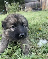 Brown Collar Boy , a male German Shepherd Dog for sale in Waco, TX – 3 of 6