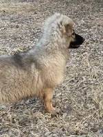 Twila- Silver Sable Girl , a female German Shepherd Dog for sale in Waco, TX – 5 of 7