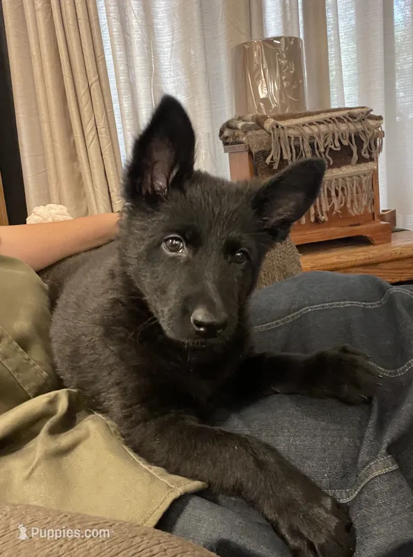 Signa  – German Shepherd Dog puppy for sale in Waco, TX