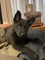 Signa , a female German Shepherd Dog for sale in Waco, TX – 1 of 2