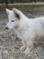 Cloud - White Girl , a female German Shepherd Dog for sale in Waco, TX – 5 of 7