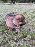 Cinnabear, a female German Shepherd Dog for sale in Waco, TX – 2 of 6