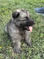 Red Collar Boy, a male German Shepherd Dog for sale in Waco, TX – 2 of 6